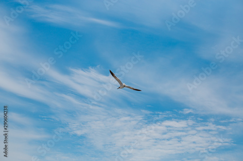 seagull flying in the blue sky