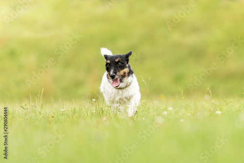 Cute small old dog runs and flies over a green meadow in spring - Jack Russell Terrier Hound 3 years old