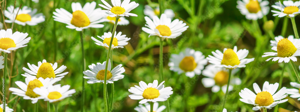 Сhamomile (Matricaria recutita), blooming plants in the spring meadow on a sunny day, closeup - obrazy, fototapety, plakaty 