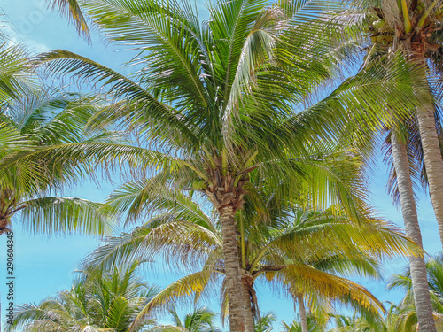 Green palms at the beach