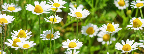   hamomile  Matricaria recutita   blooming plants in the spring meadow on a sunny day  closeup