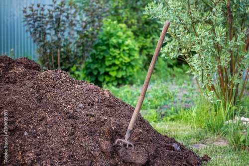 old pitchfork stuck in a pile of manure to fertilize the soil in the garden