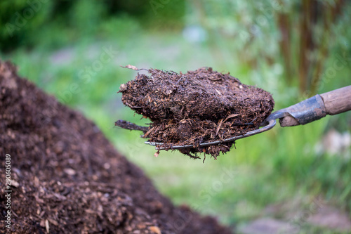a piece of manure is held on a pitchfork. Closeup