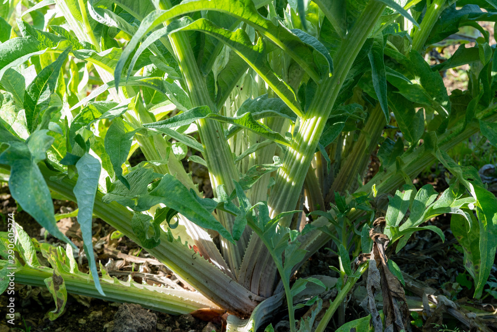 Obraz premium Cardoons in the sun