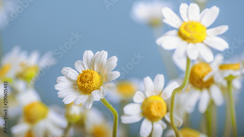   hamomile  Matricaria recutita   blooming spring flowers on gray background  closeup  selective focus  with space for text