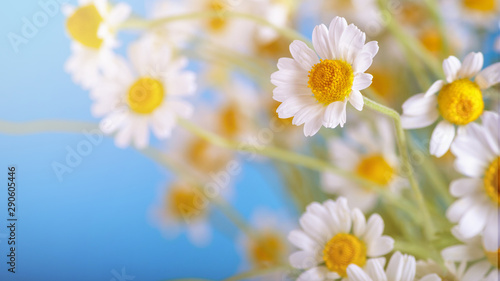   hamomile  Matricaria recutita   blooming spring flowers on a blue background  closeup  selective focus  with space for text
