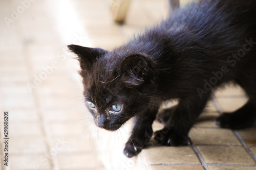 filhote de gato preto