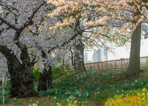 Central Park in spring crab apple trees photo