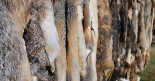 Rocky Mountain Man Rendezvous animal pelts fur. 19th century fur trading outpost on Oregon, California, and Mormon Trail. Pioneer, wilderness, camping and old trapper skills. photo