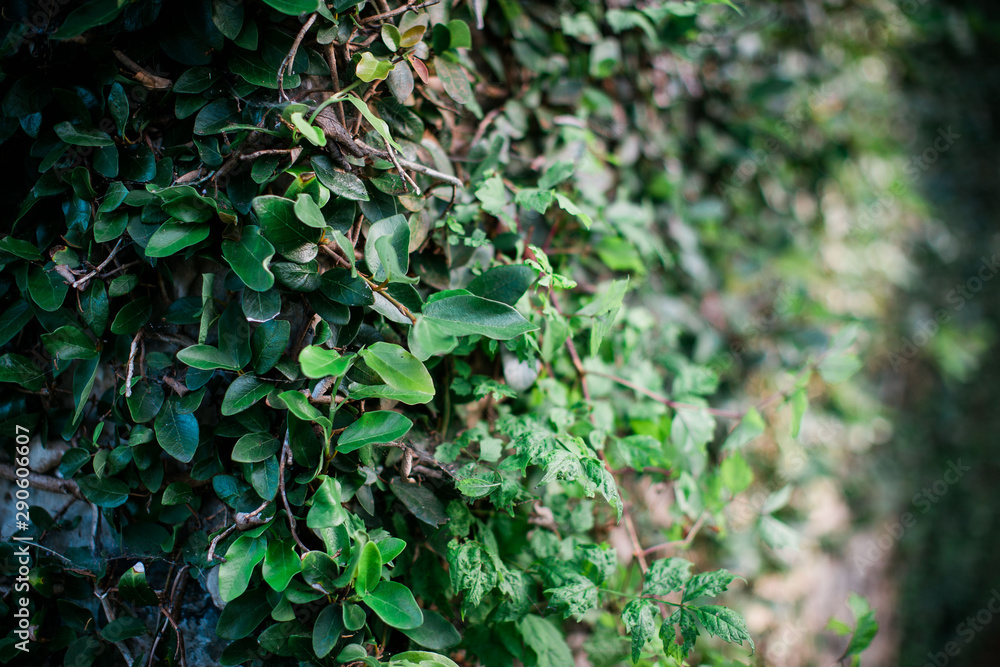 green leaf vines green leaf vines