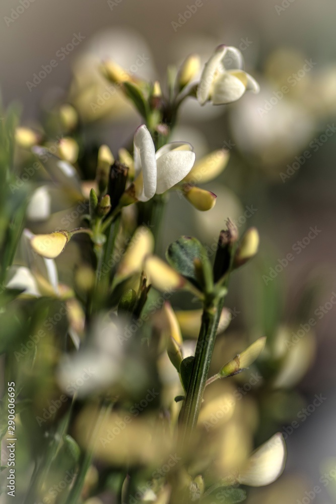 wiosenne zielone rośliny i kwiaty