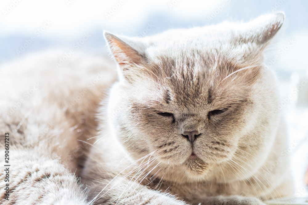British Shorthair cat is lying and sleeping on the window British Shorthair cat is lying and sleeping on the window