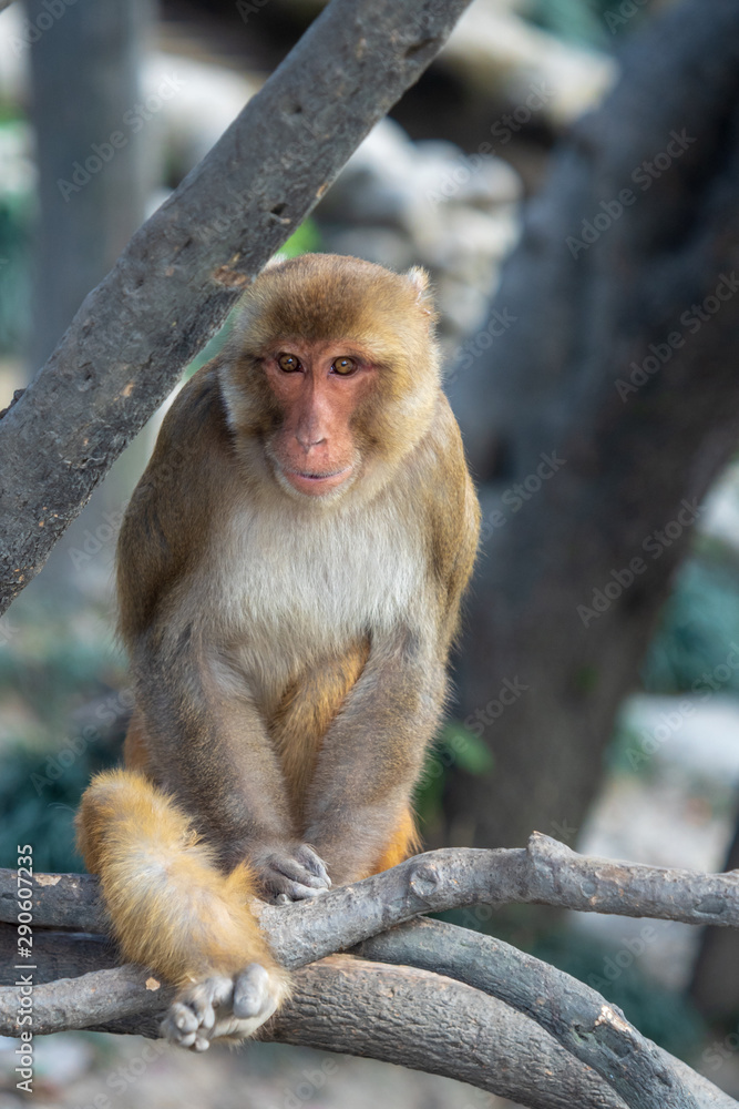 Naklejka premium Monkey in Buddhist Temple Swayambhunath. Kathmandu, Nepal.