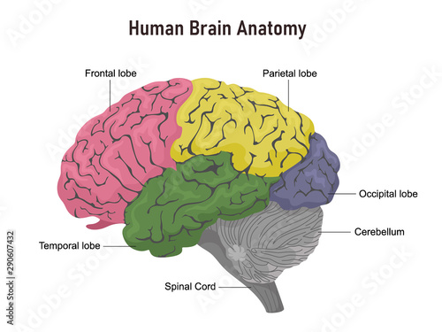 Anatomy of the human brain in departments with names. Vector illustration on white background.