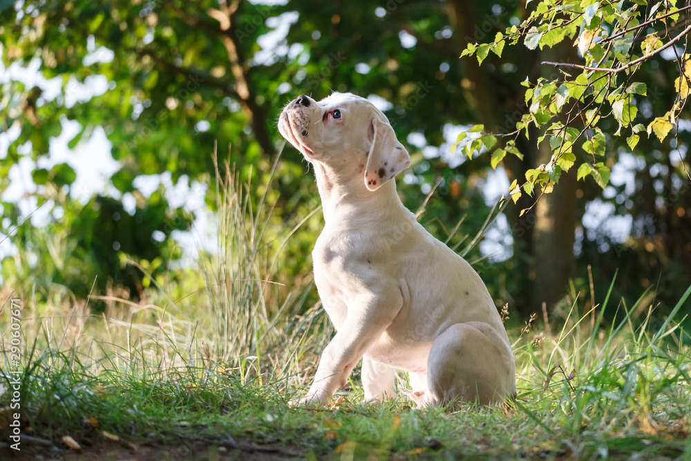 Weißer Boxerwelpe Weißer Boxerwelpe