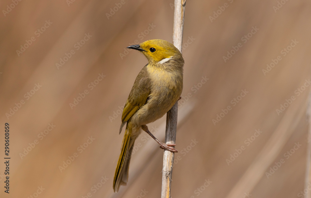 Fototapeta premium White Plumed Honeyeater standing on a reed