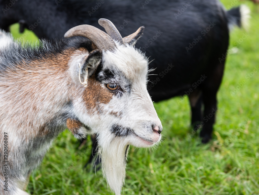 Pygmy goat Portrait