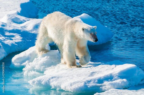 Large polar bear walking on the ice pack in the Arctic Circle, Barentsoya, Svalbard, Norway photo