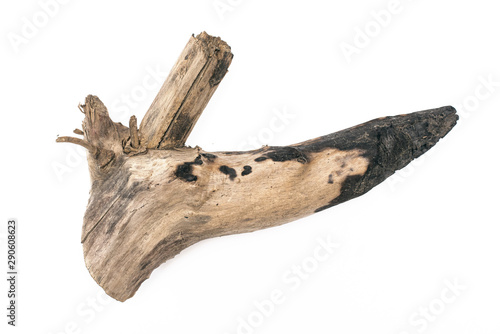 Dried wood tree branch isolated on a white background.