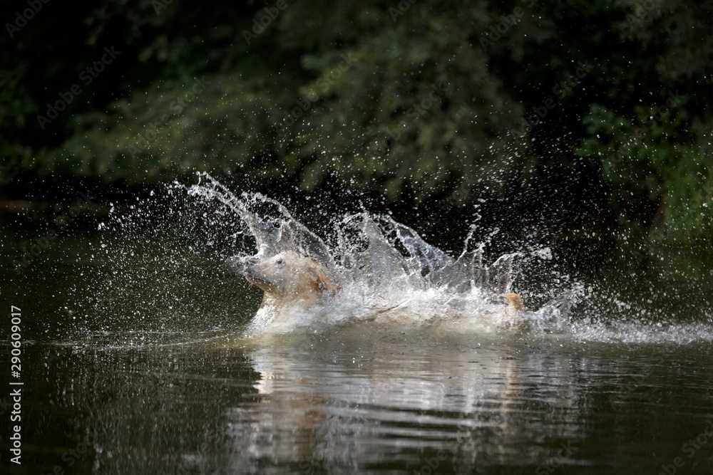 Fototapeta premium Labrador springt ins Wasser