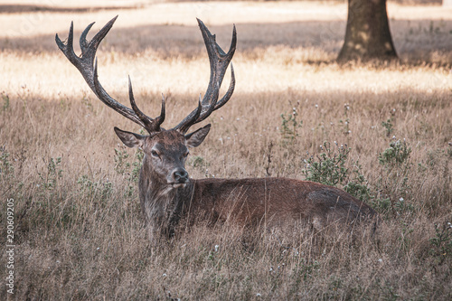 Portrait of majestic powerful adult red deer stag in autumn fall forest