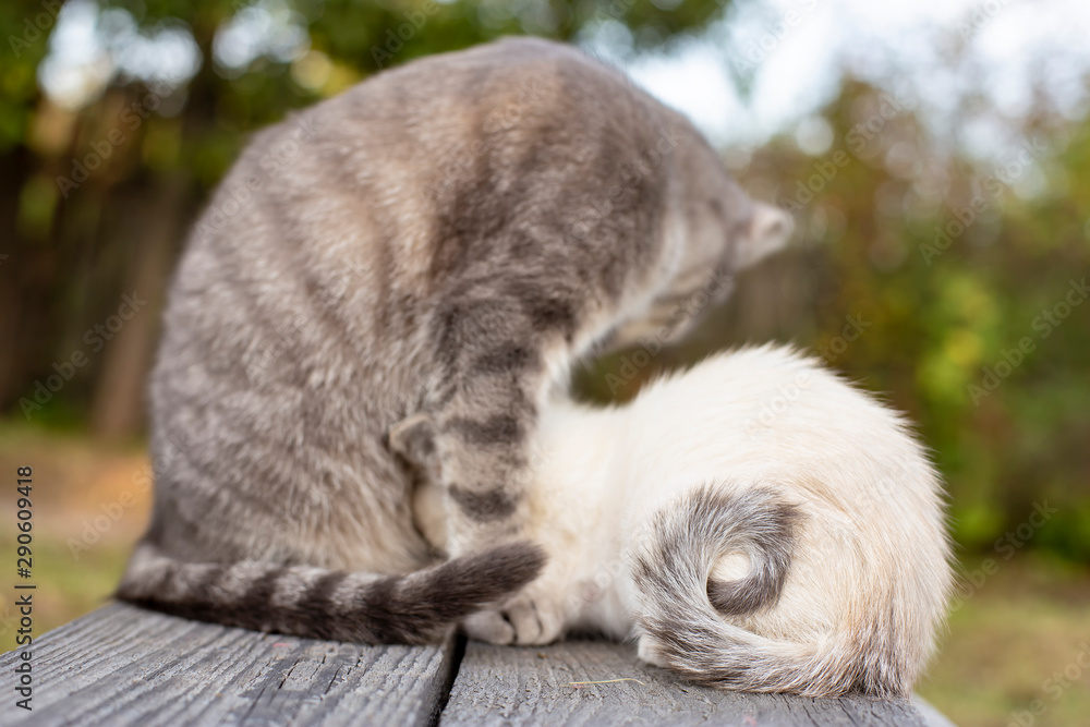 A cute kitten eats milk from its mother’s chest, twisting its tail in pleasure and enjoyment. A cute kitten eats milk from its mother’s chest, twisting its tail in pleasure and enjoyment.