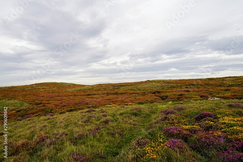 Bright Color Meadow Highlands Pasture in the UK