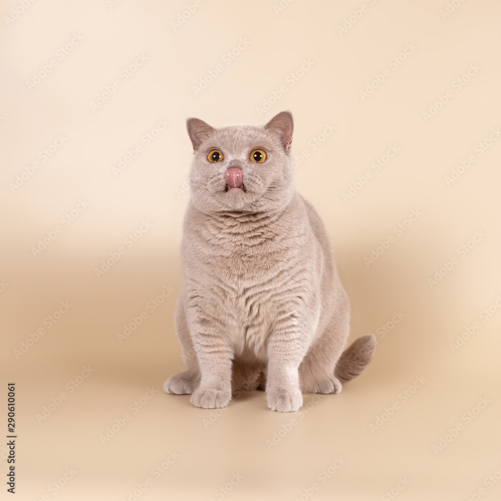 Fototapeta premium british cats on the studio backgrounds