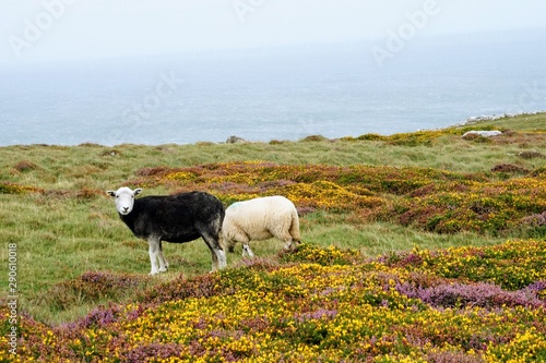 Fototapeta Naklejka Na Ścianę i Meble -  Black and White Sheep Grazing in a Colorful Field