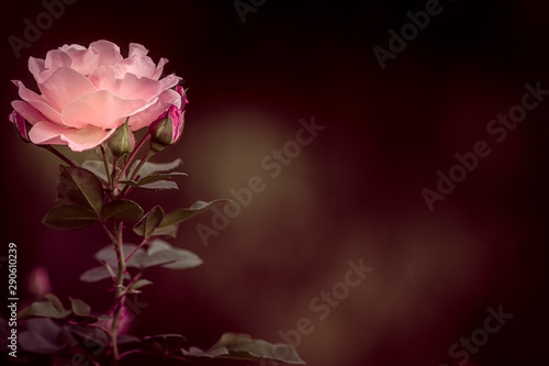 Einzelne Rose, pink, mit Freiraum, Hintergrund dunkel
