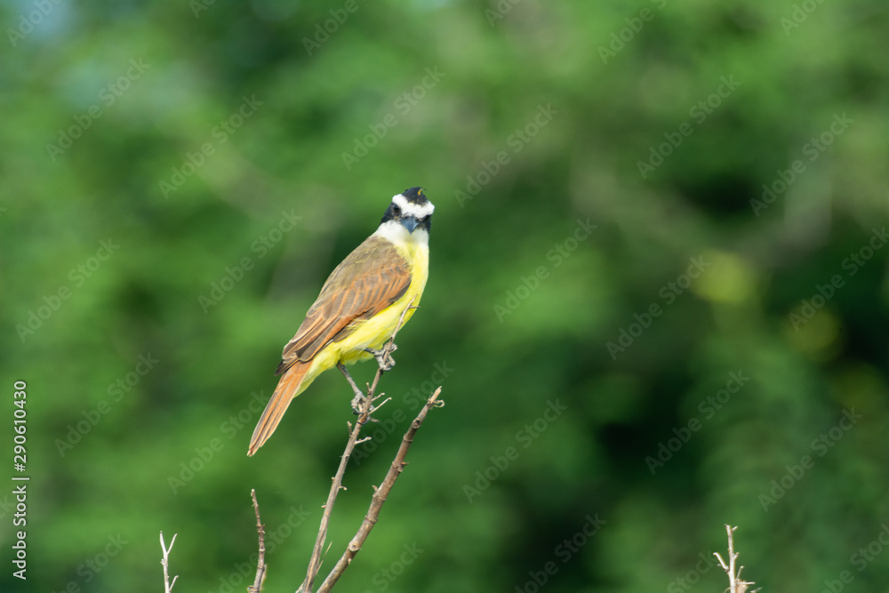 Fototapeta premium Bienteveo Común