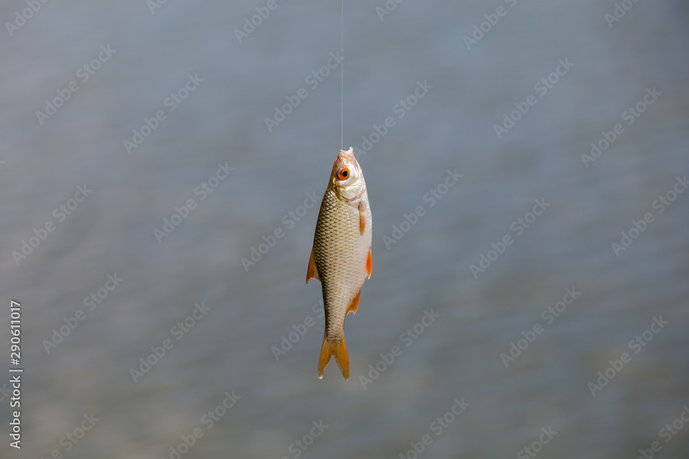 Small live fish caught from a lake against a river. Fish hanging on a hook  and fishing line, close up, selective background. Fishing background Stock  Photo