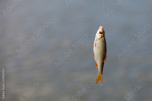 Small live fish caught from a lake against a river. Fish hanging on a hook and fishing line, close up, selective background. Fishing background