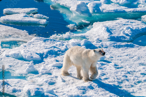 Large polar bear walking on the ice pack in the Arctic Circle, Barentsoya, Svalbard, Norway photo