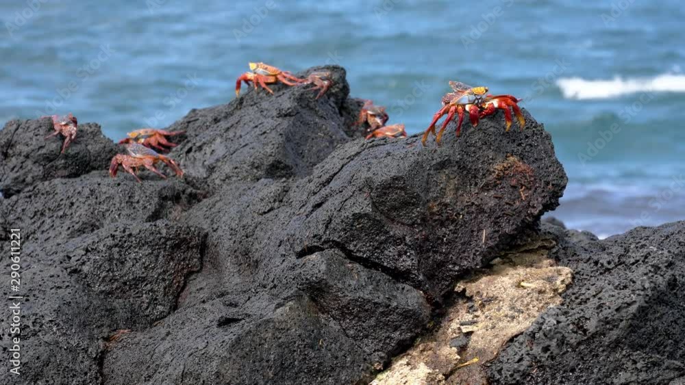 Galapagos Sally Lightfoot Crab - Several Sit On Rocks.. Galapagos Sally Lightfoot Crab - Several Sit On Rocks..