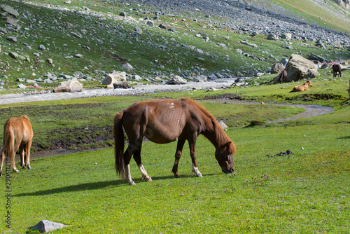 horses on a meadow grazing