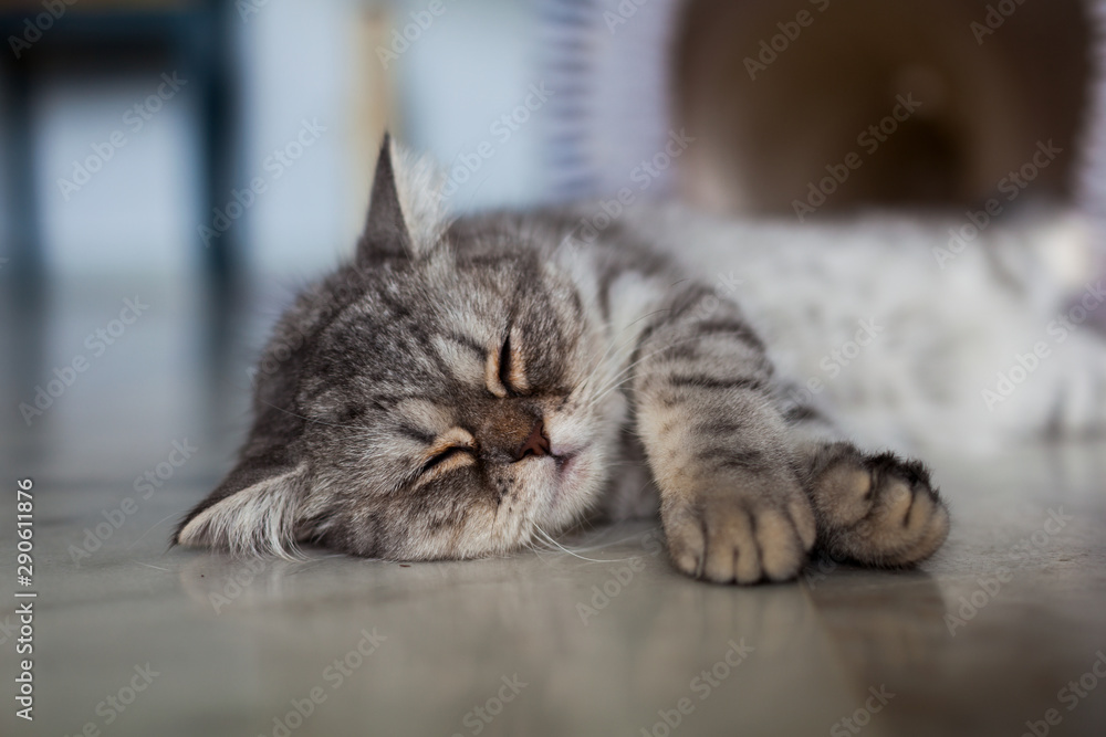 Naklejka premium Scottish Straight. Cute cat portrait, happy pet.