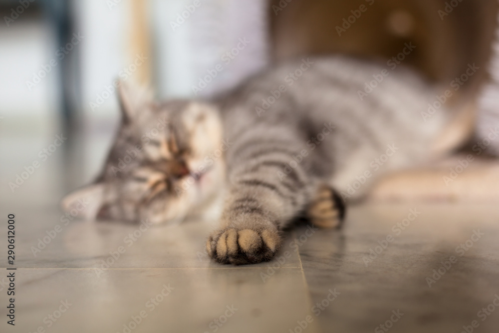 Naklejka premium Scottish Straight. Cute cat portrait, happy pet.