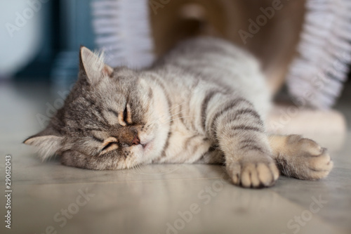 Fototapeta Naklejka Na Ścianę i Meble -  Scottish Straight. Cute cat portrait, happy pet.