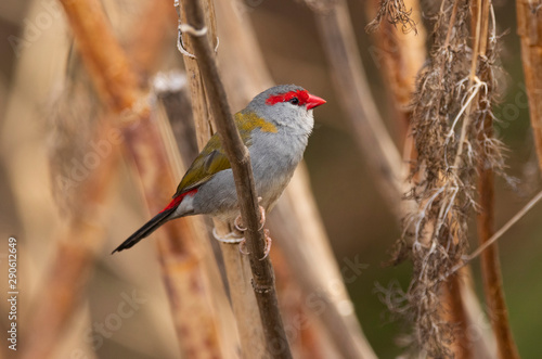 Red browed finch perched on a reed stem at Mudgee photo