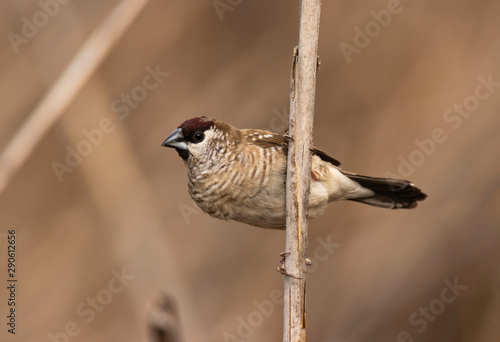 Schilderij op canvas Plum headed finch with copy space