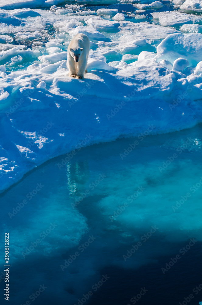 Naklejka premium Large polar bear walking on the ice pack in the Arctic Circle, Barentsoya, Svalbard, Norway