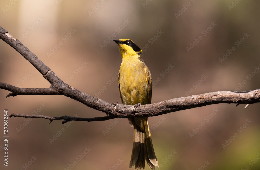 Yellow Tufted Honeyeater perched on a branch Yellow Tufted Honeyeater perched on a branch