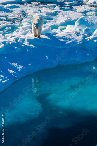 Large polar bear walking on the ice pack in the Arctic Circle  Barentsoya  Svalbard  Norway