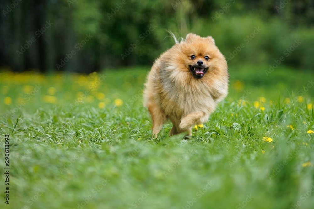 funny spitz dog pomeranian puppy running in grass