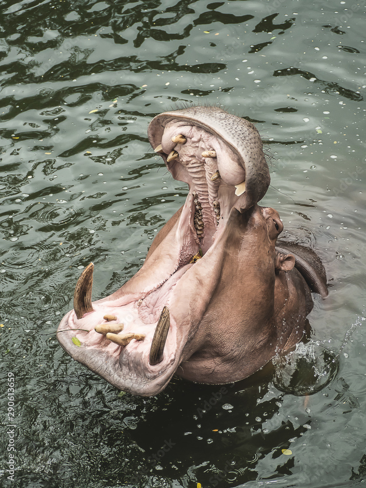 Fototapeta premium A hippopotamus in the water