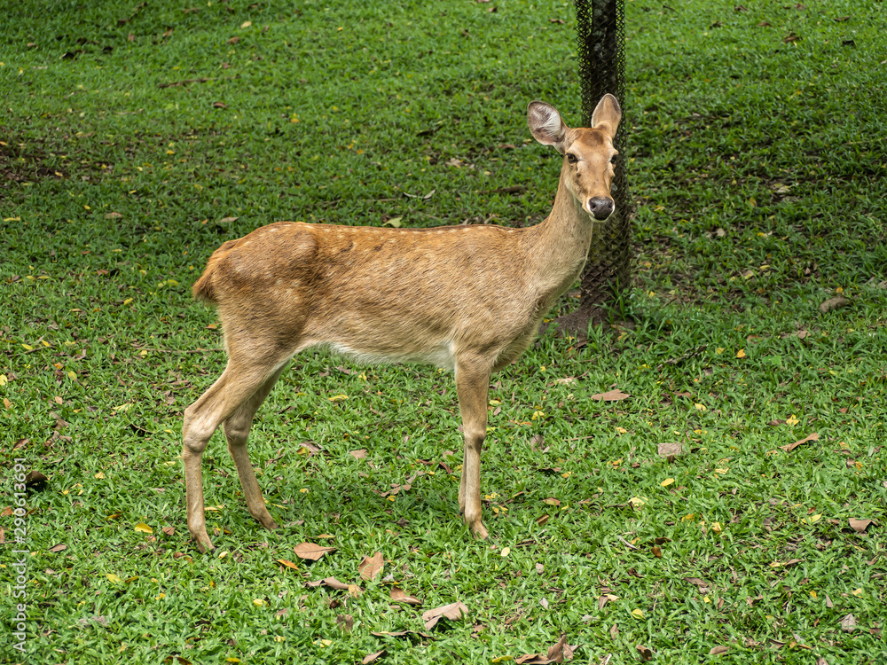 Close-up Eld's deer or Brow-antlered deer (Rucervus eldii thamin) standing on the lawn Close-up Eld's deer or Brow-antlered deer (Rucervus eldii thamin) standing on the lawn