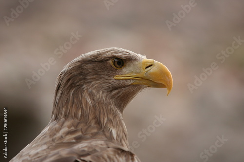 Portrait aigle