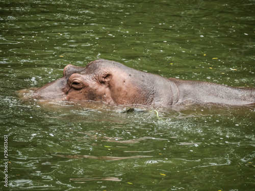 A hippopotamus in the water