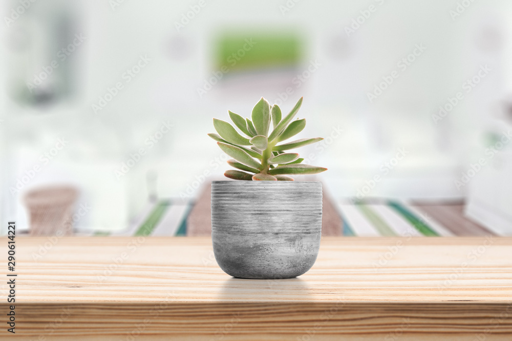 Cement Vase with Suculenton vase pot on table Cement Vase with Suculenton vase pot on table